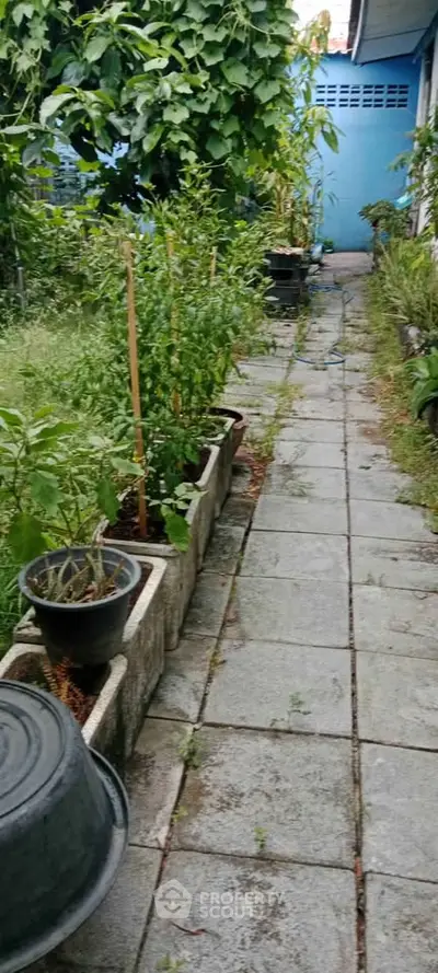 Charming garden pathway with lush greenery and potted plants, perfect for nature lovers.