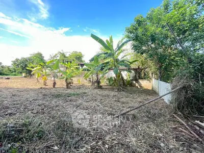 Spacious land plot with lush greenery and banana trees, perfect for development or agriculture.