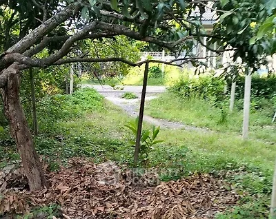 Charming garden view with lush greenery and a rustic pathway, perfect for nature lovers.