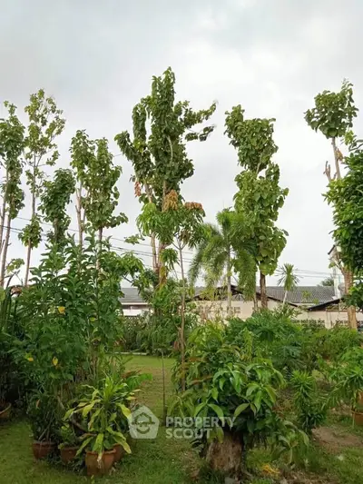 Lush garden view with tall trees and vibrant greenery, perfect for nature lovers.