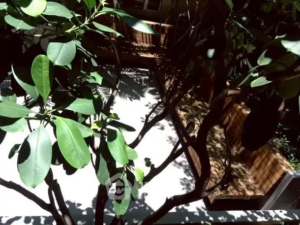 Serene garden area with lush greenery and wooden seating, perfect for relaxation.