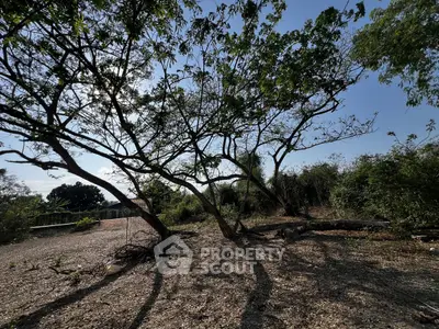 Expansive outdoor land with mature trees, perfect for development or landscaping opportunities.