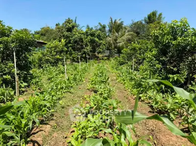 Lush agricultural land with thriving crops and trees under a clear blue sky, ideal for farming opportunities.