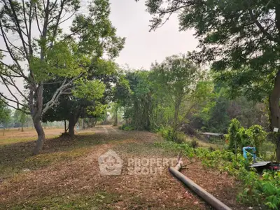 Expansive land plot with lush greenery and mature trees, perfect for development or private retreat.