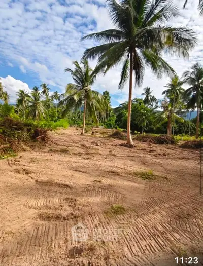 Expansive tropical land with palm trees under a clear blue sky, ideal for development or investment.