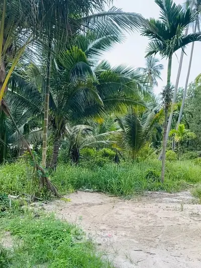 Lush tropical garden with tall palm trees and vibrant greenery, perfect for serene outdoor living.