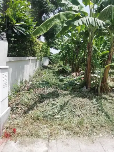 Lush garden area with tropical banana trees and greenery, perfect for landscaping opportunities.