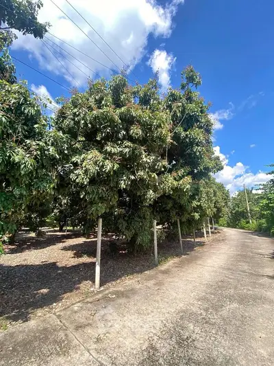 image_rental-27969872