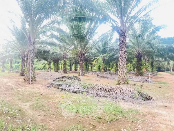 image_rental-16491561