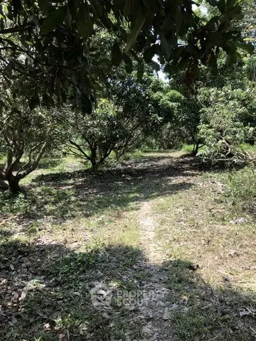 Serene garden path surrounded by lush greenery and trees, perfect for nature lovers.