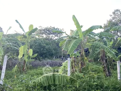 Lush green garden with banana trees and rustic fencing, perfect for serene outdoor living.