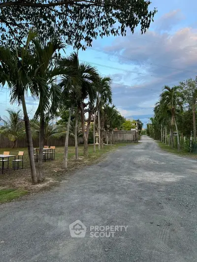 Charming rural road lined with palm trees, offering a serene and picturesque setting for potential real estate development.