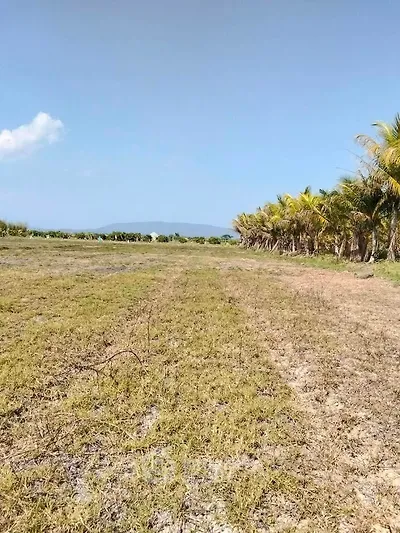 Expansive land with palm trees and mountain view, perfect for development.