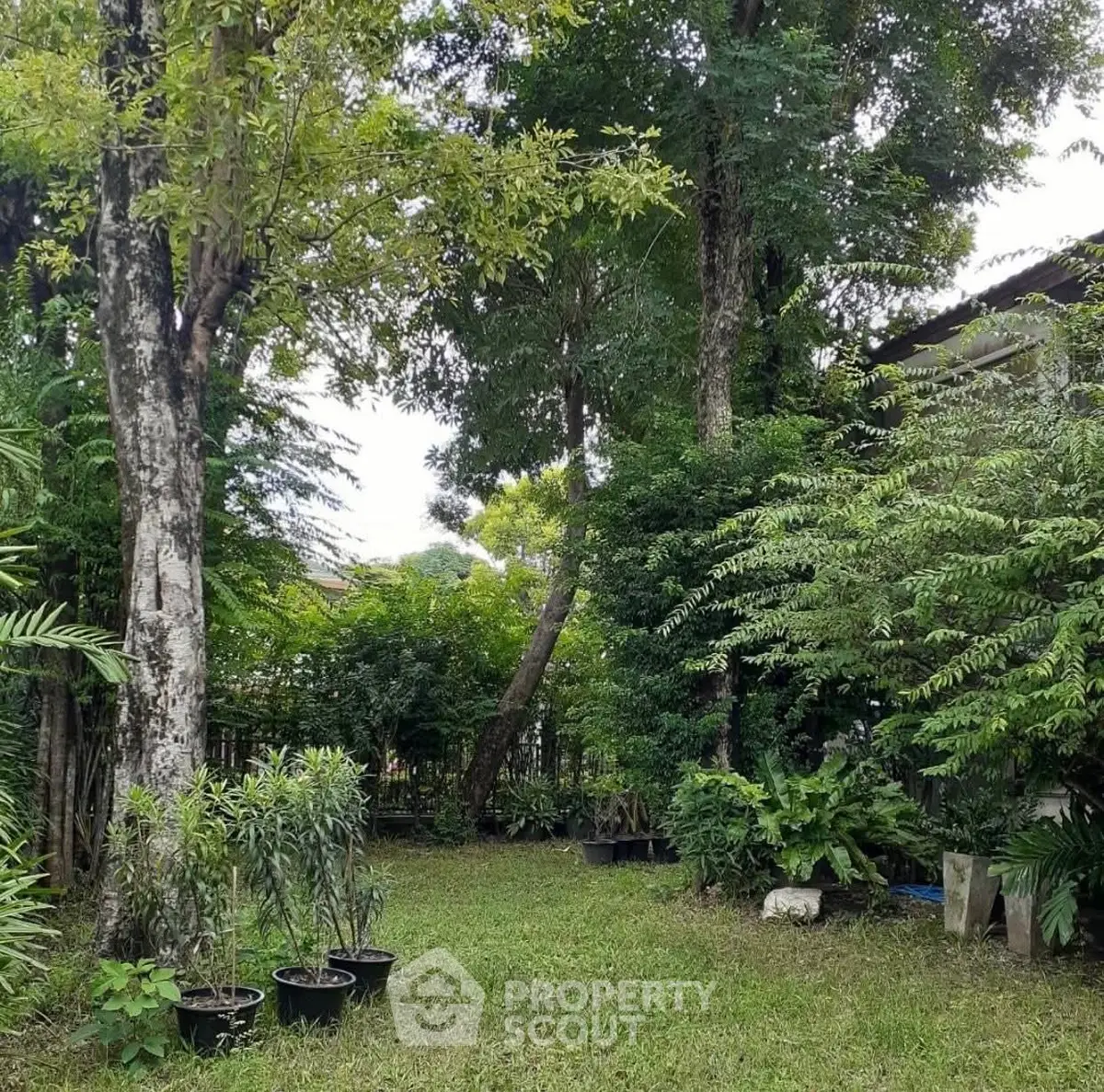 Lush garden with mature trees and potted plants, perfect for nature lovers.