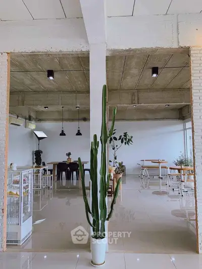 Modern open-plan living space with stylish decor and large cactus centerpiece.