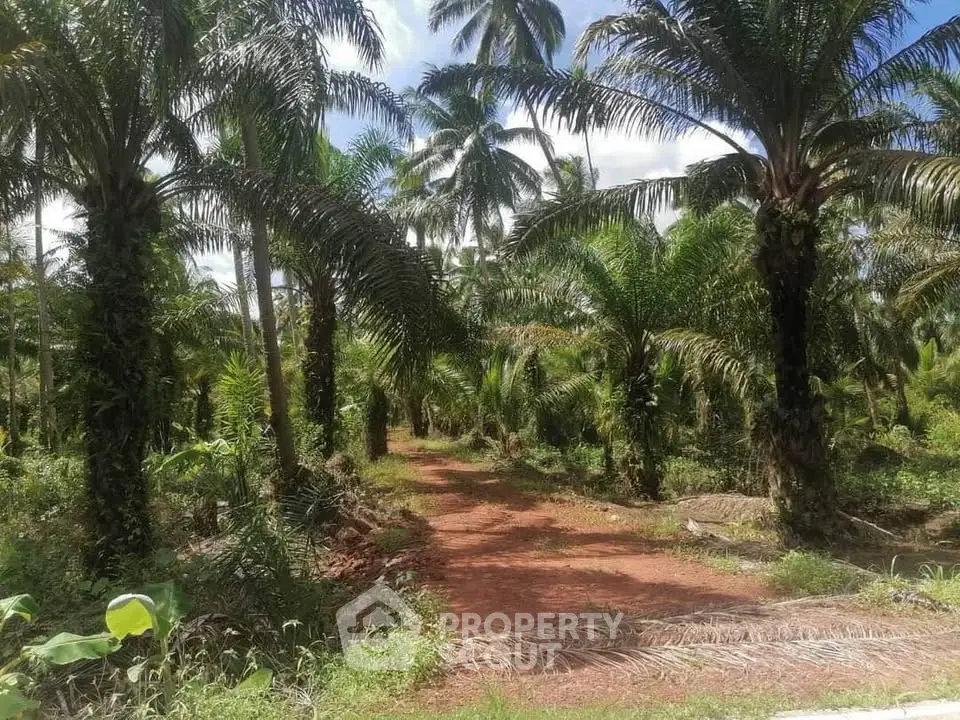 Lush tropical landscape with palm trees and a dirt path, ideal for serene living.