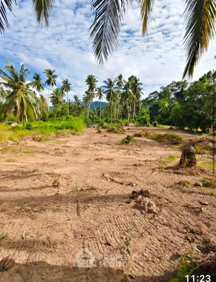 Expansive tropical land with palm trees, perfect for development or investment opportunities.