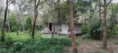 Secluded cabin in lush forest setting, perfect for nature lovers seeking tranquility and privacy.