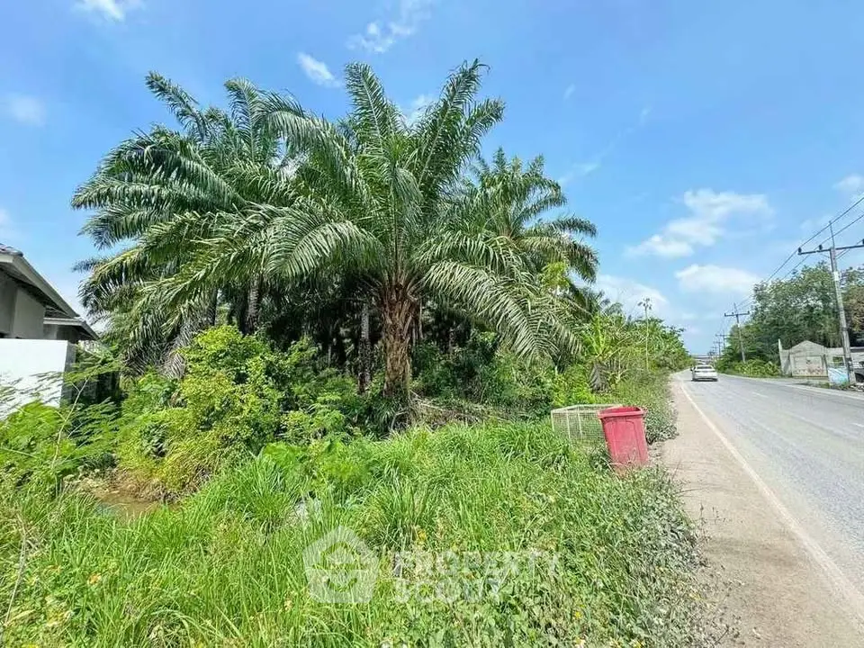 Lush green land plot with palm trees by a roadside, ideal for development.