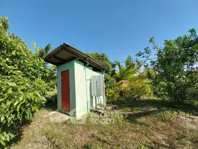 Charming small garden shed surrounded by lush greenery and tropical plants