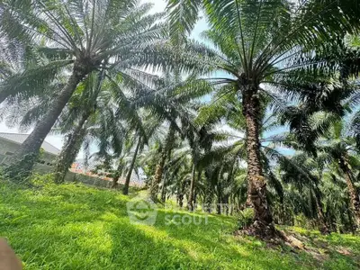 Lush green garden with tall palm trees near a residential building, perfect for nature lovers.