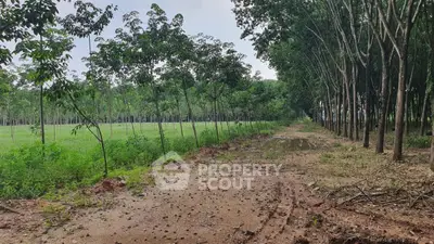 Expansive land with lush greenery and tree-lined path, perfect for development or agriculture.