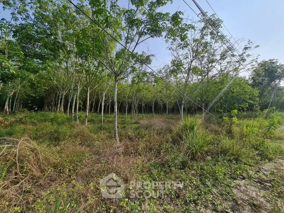 Expansive land plot with lush greenery and mature trees, perfect for development or investment opportunities.