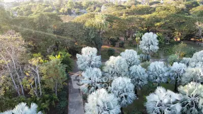 Lush garden view with palm trees and pathways, ideal for serene living.