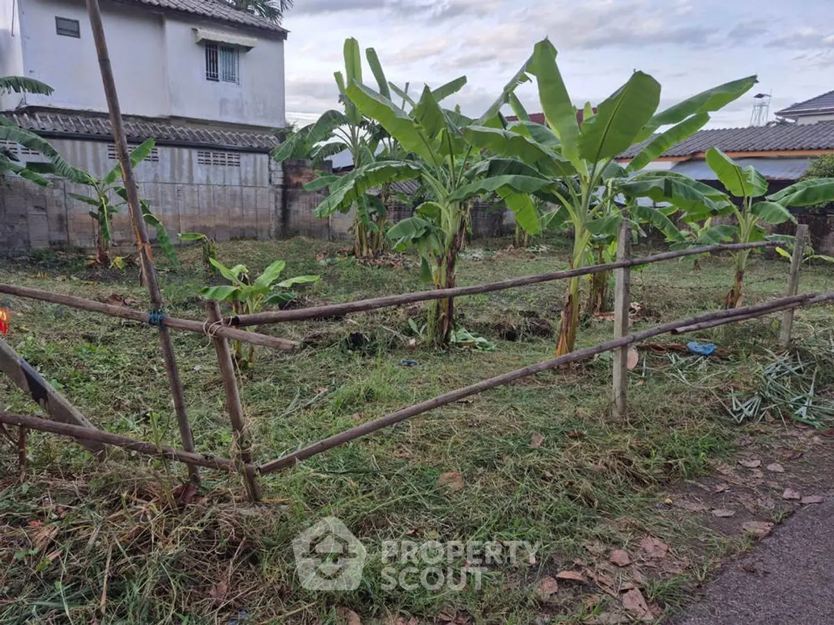 Charming garden area with banana plants in a residential neighborhood.