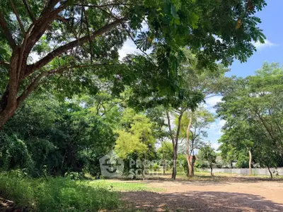 Spacious outdoor area with lush greenery and trees, perfect for development or leisure.