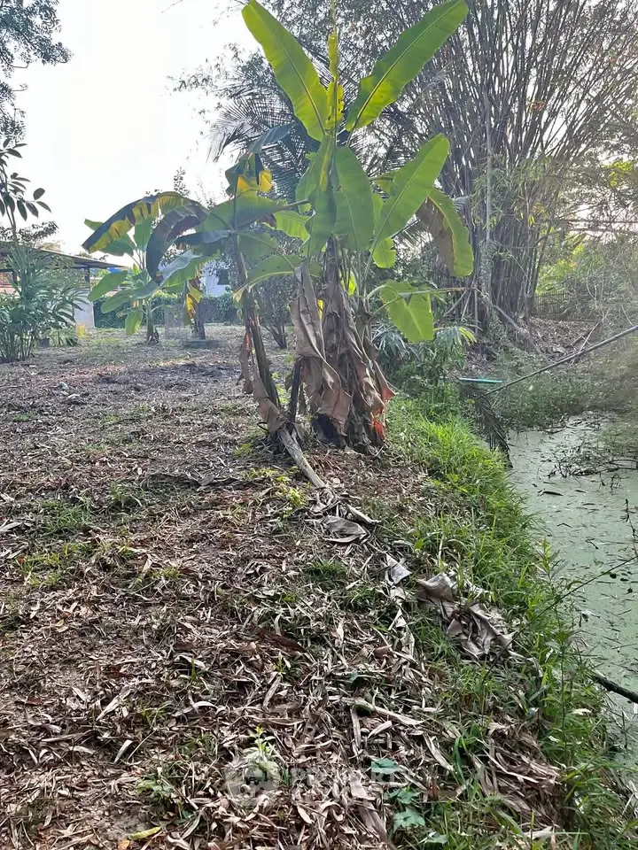 Lush garden area with banana trees and a serene pond, perfect for nature lovers seeking tranquility.