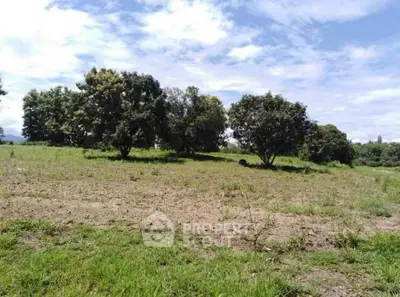 Expansive green land with trees under a clear blue sky, perfect for development.