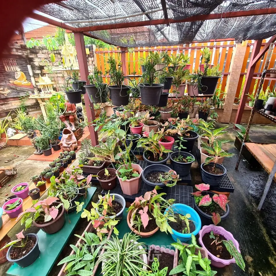 Charming garden with diverse potted plants in a cozy outdoor space, perfect for plant enthusiasts.