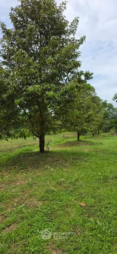 Lush green landscape with mature trees, perfect for serene outdoor living or development.