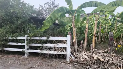 Charming rustic property with lush banana trees and wooden fence, perfect for nature lovers.