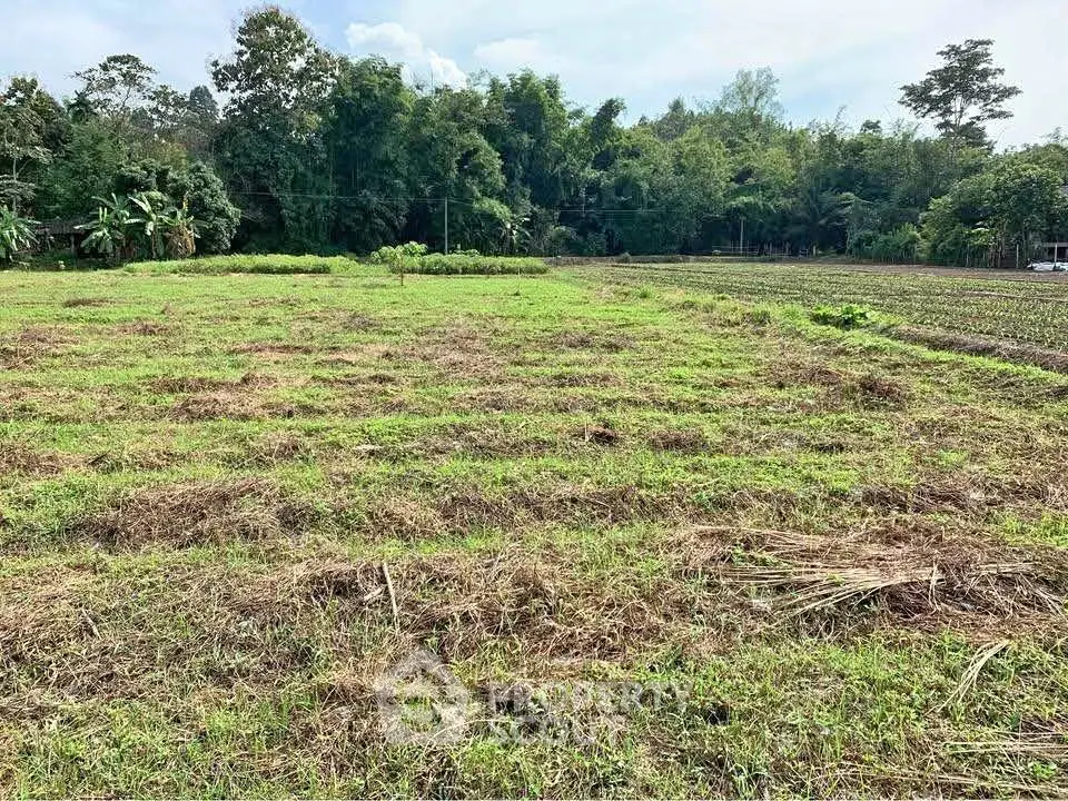 Expansive green land plot surrounded by lush trees, ideal for development or agriculture.