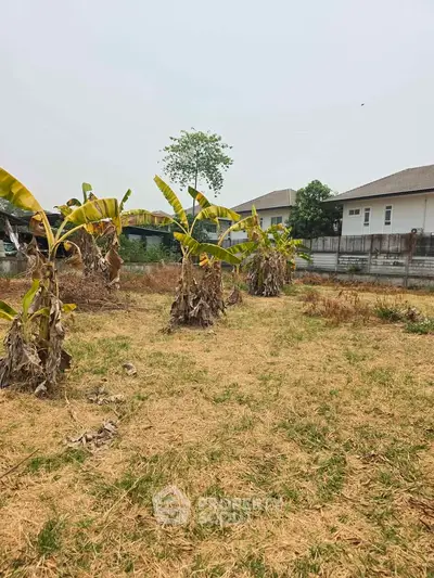 Spacious residential plot with potential for development, featuring banana plants and nearby modern homes.