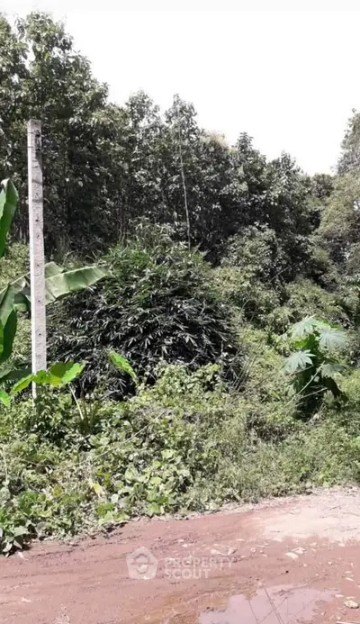 Lush green land plot with dense vegetation, ideal for development or agriculture.