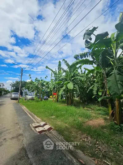 Lush green roadside with banana trees under a clear blue sky, perfect for nature lovers.