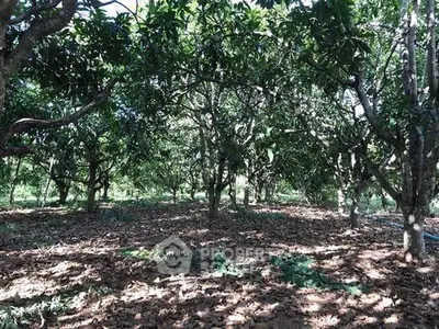 Lush orchard with mature fruit trees offering serene natural surroundings.