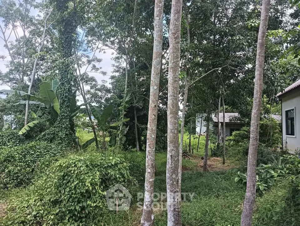 Lush green garden area with tall trees and a glimpse of a house, perfect for nature lovers.