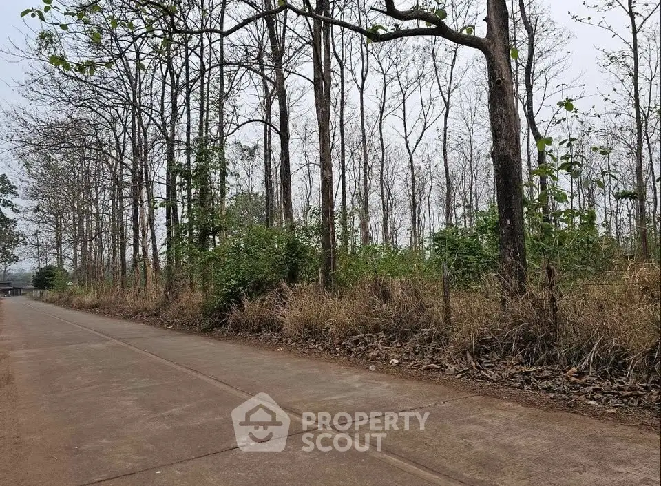 Serene wooded area with paved road, ideal for development or nature retreat.
