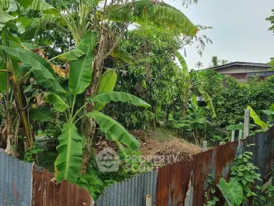 Lush tropical garden with banana trees and rustic fencing, perfect for serene outdoor living.