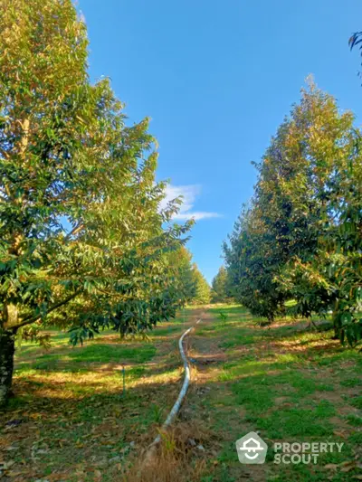 Expansive orchard with lush greenery and clear blue sky, ideal for agricultural investment.