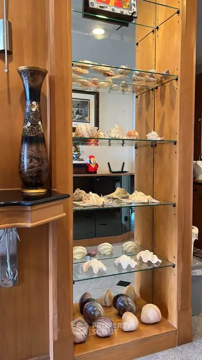 Elegant wooden display shelf with decorative shells in a stylish living room setting.