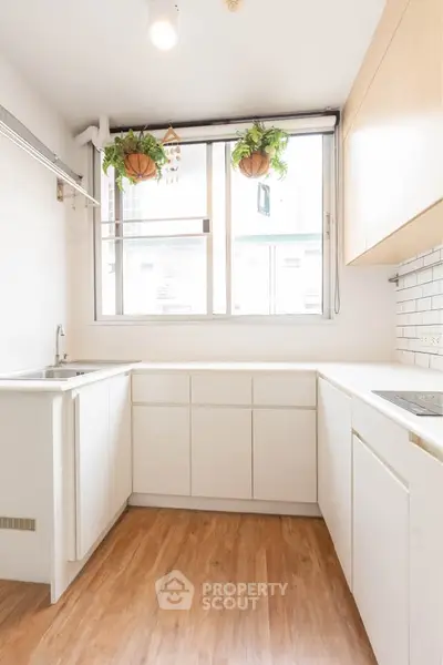 Bright modern kitchen with wooden flooring and hanging plants, featuring sleek white cabinetry and large window.