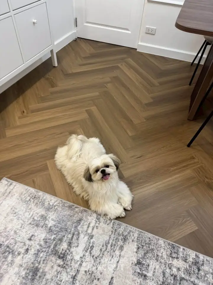 Charming pet-friendly interior with elegant herringbone flooring and modern furniture.
