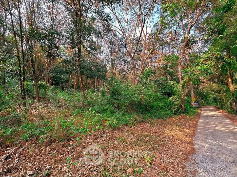 Scenic wooded area with lush greenery and a serene pathway, perfect for nature lovers and outdoor enthusiasts.