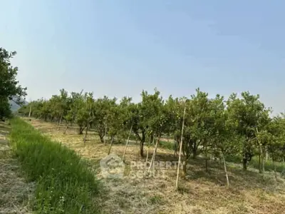 Expansive orchard with lush green trees under a clear blue sky, perfect for agricultural investment.