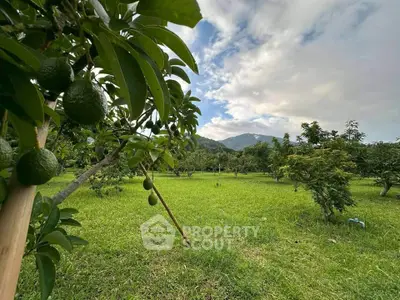 Lush green orchard with avocado trees and scenic mountain backdrop.